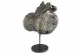 Sauropod Caudal Vertebra w/ Metal Stand - Bone Cabin Quarry #357041-1